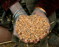 Photograph of a handful of grain