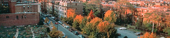 Photograph of buildings through some tree branches