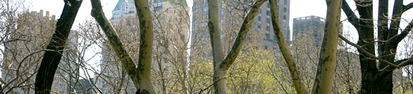 Photograph of buildings through some tree branches